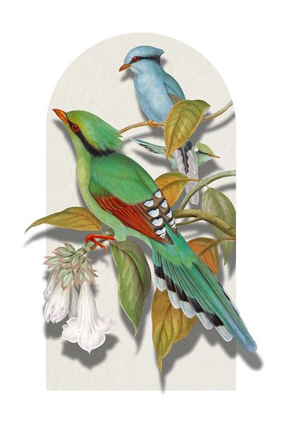 Cissa Venatoria von Marja van den Hurk