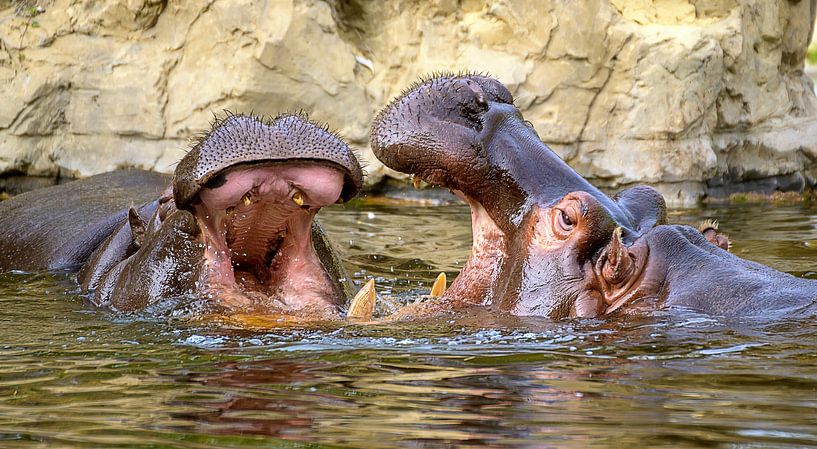 Flusspferde von Leopold Brix