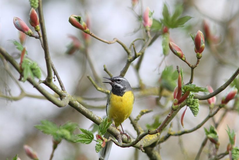 Gebirgsstelze in der Normandie, Frankreich von Amoz van Pruijssen