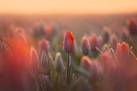 Bulb field with orange tulips | Flowers in Holland