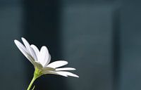 Beautiful spanish daisy close up