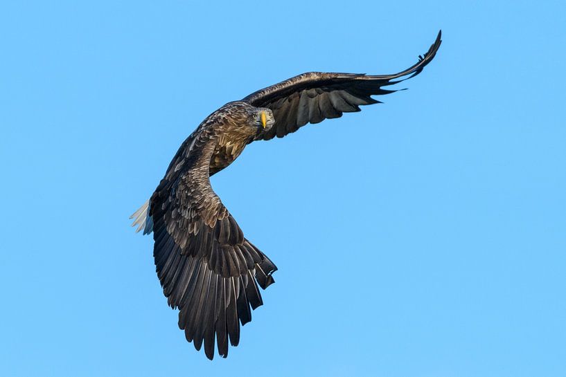 Zeearend vliegend in de lucht van Sjoerd van der Wal Fotografie