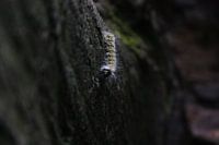 Eine Raupe im Dunkeln