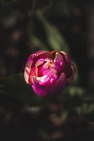 Das Ende der Tulpe
