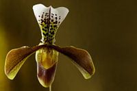 Orchidee foto van een Venusschoentje een mooie orchis