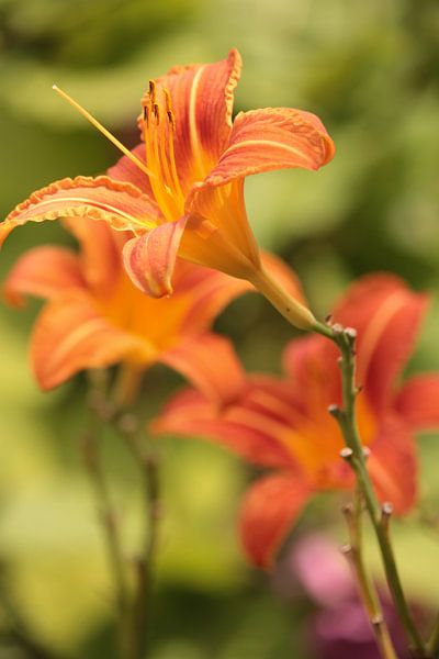 Daglelie von Lisa-Valerie Gerritsen