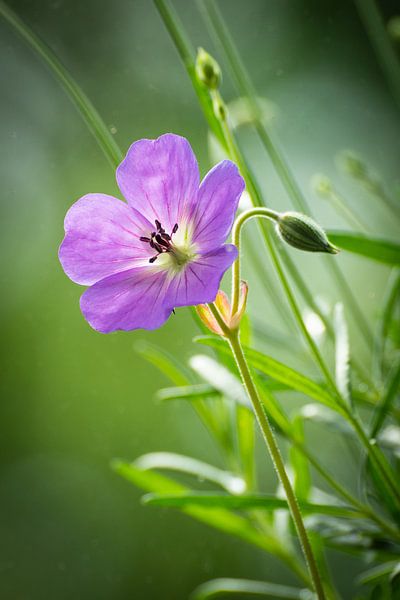 Beautiful details of a purple geranium flower by Michel Geluk