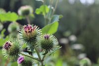 The splendour during a rainy day