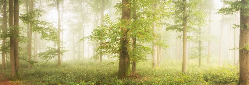 Beeches in the fog by Tobias Luxberg