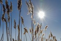 Weiße Rietfahnen mit Hintergrundbeleuchtung