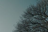 {"1261":{"alreadyStored":true,"translations":{"nl":"Zon