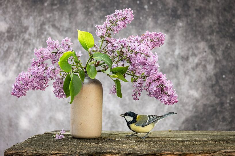 Vogel - Kohlmeise am Flieder von Jürgen Schmittdiel Photography