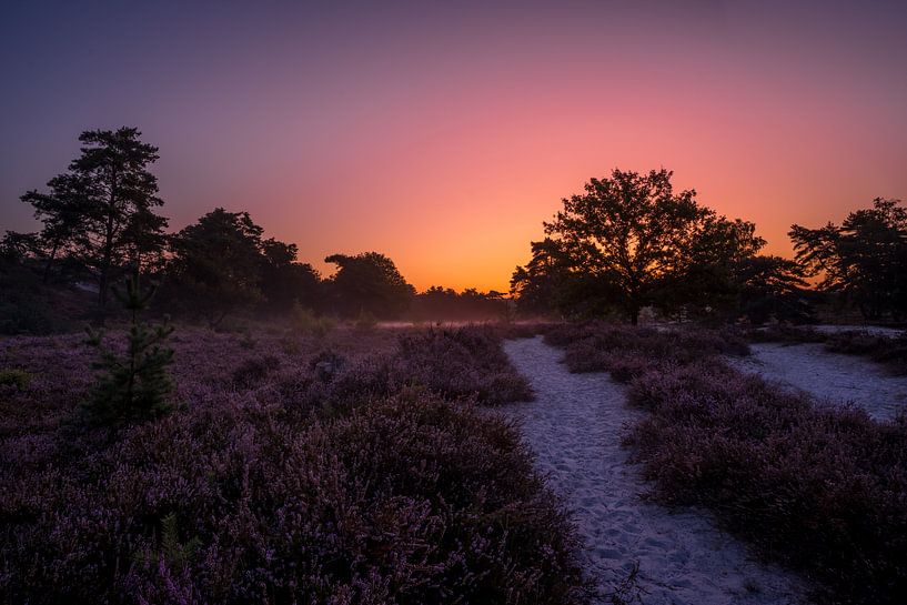 Sunrise at Brunssummerheide / Heather landscape by Maurice Meerten