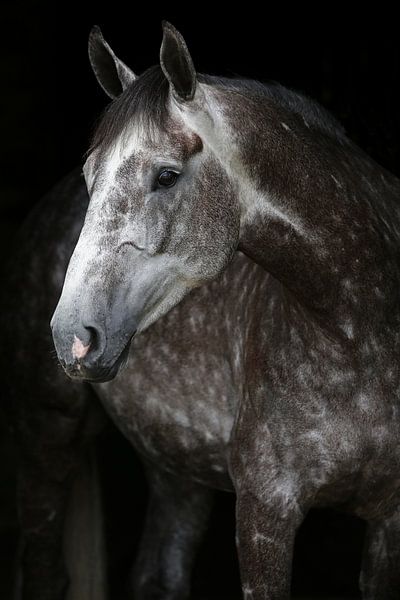 Gray in stabledoor Ireland by Wybrich Warns