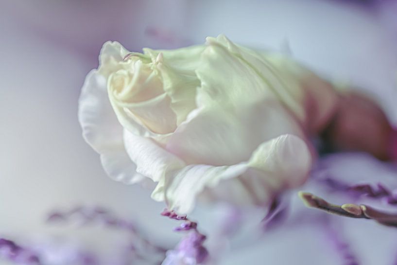 Roos by Esther van Dijk