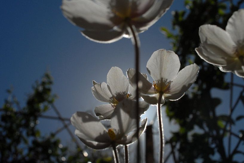 sunbathing by wilma koole
