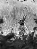 Kaninchen, Hase, Säugetier, Wildtiere, Natur, Frühling, Fotografie, Waldbewohner