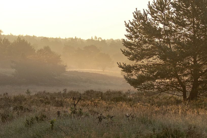 Wald mit Nebel auf dem Feld und zwischen den Bäumen von whmpictures .com