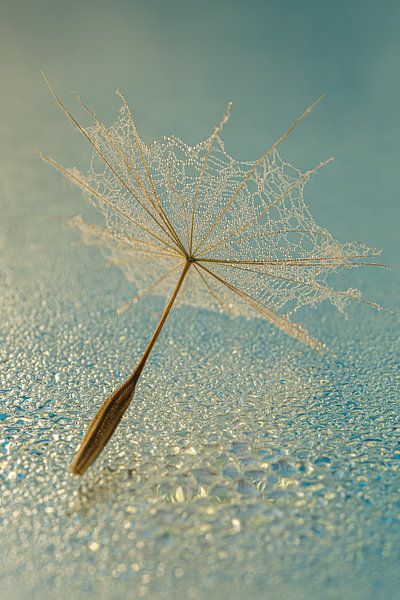 Im Licht: Ein Flaum, der auf einer wässrigen Oberfläche liegt von Marjolijn van den Berg