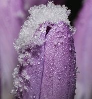 Crocus avec des cristaux de glace