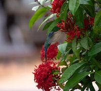 Kolibrie bedekt zijn snavel tijdens het eten