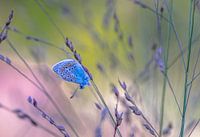 Schmetterling im Gras