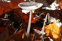 Mushroom in autumn