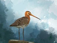 Black-tailed godwit on the Lookout