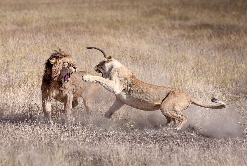 Combat de lions dans le Serengeti, Tanzanie par Jurrie Renskers