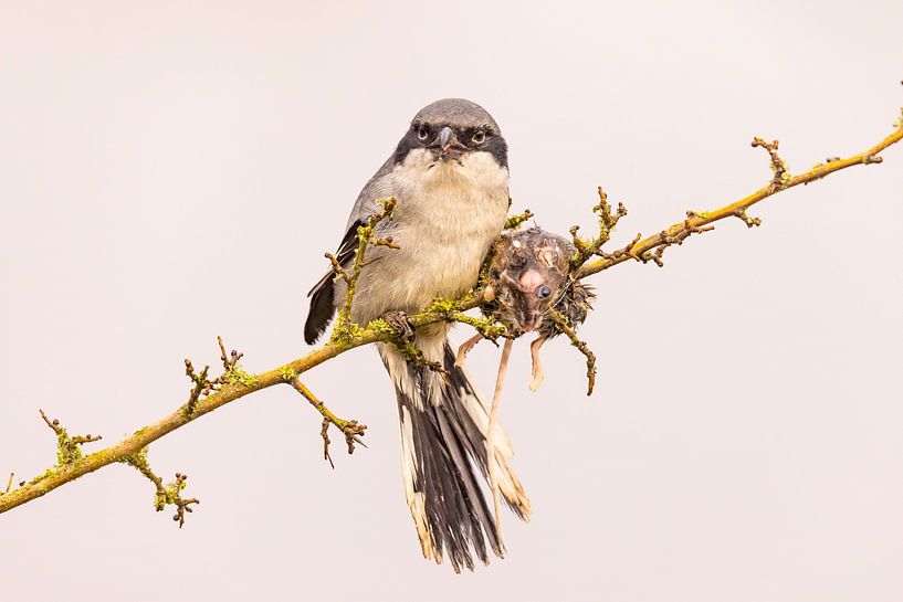 Kapuzenwürger, Lanius excubitor von Gert Hilbink