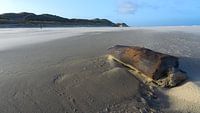 Plage Terschelling Noordvaarder