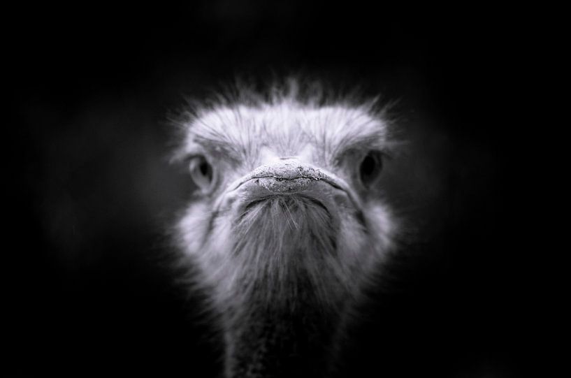  Strauß Nahaufnahme von Eric van den Berg