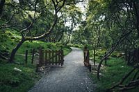 Painting Look - Irish Landscape