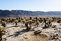 Joshua Train Park United States Cacti