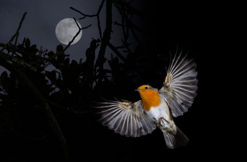 Robin auf dem Flug von René van der Horst