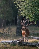 Cerf élaphe avec de grands bois à la lumière du soleil