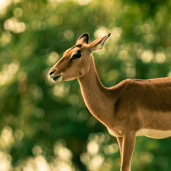 Impala antelope by Van Keppel Studios
