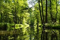 Chaude journée d'été dans la forêt de la Spree