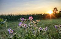 Storchenschnabel à la lumière du soir