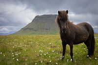 Icelandic horse at Kirkjufell