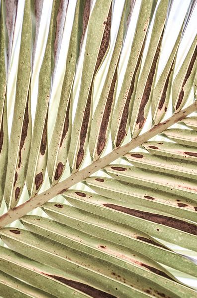 Palmenblatt Nahaufnahme von Adriano Oliveira