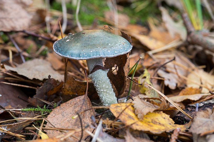 Psilocybe aeruginosa von ChrisWillemsen