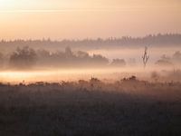 Mist op de hei.