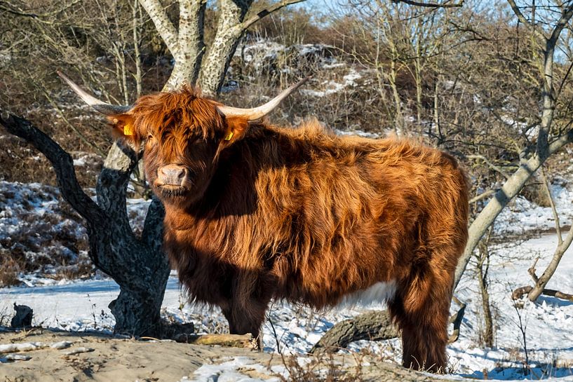 Le Highlander écossais brun-orange regarde droit dans la caméra par MICHEL WETTSTEIN