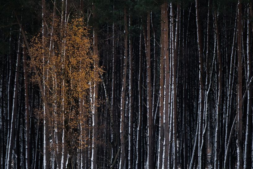 Dark pine forest Veluwe by Danny Slijfer Natuurfotografie