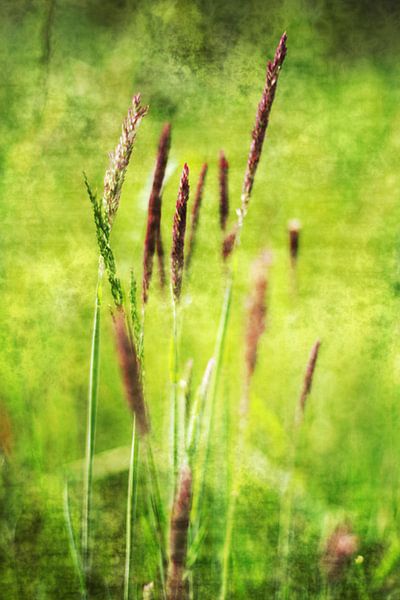 Summer  by Sandra Akkerman