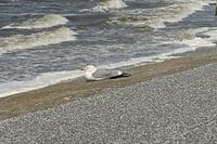 Mouette sur la digue