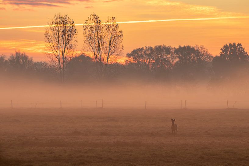 Roe deer before sunrise by Bas Ronteltap