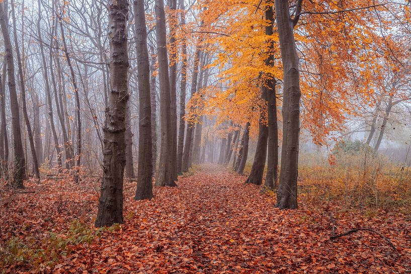 Avenue of Trees Autumn Drunen von Zwoele Plaatjes