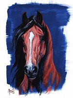Arabian thoroughbred, stallion, horse in blue